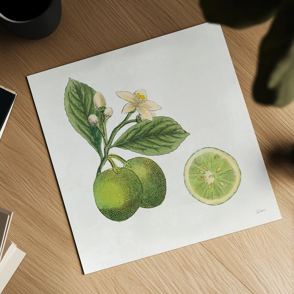 Classic Citrus III by Sue Schlabach. Shown as a detailed flat fine art print, highlighting archival giclee quality. Available as an archival giclee rolled canvas, fine art paper, or poster print. SKU 32041a.