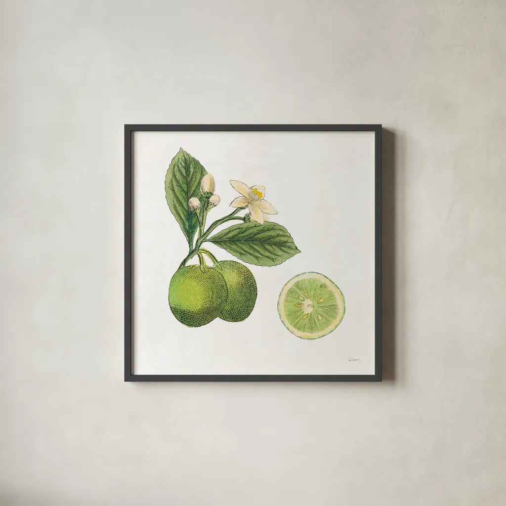 Classic Citrus III by Sue Schlabach. Shown in a sleek black glass frame for a contemporary gallery look. Available as an archival giclee rolled canvas, fine art paper, or poster print. SKU 32041a.