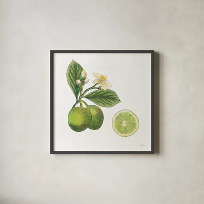 Classic Citrus III by Sue Schlabach. Shown in a sleek black glass frame for a contemporary gallery look. Available as an archival giclee rolled canvas, fine art paper, or poster print. SKU 32041a.