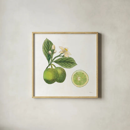 Classic Citrus III by Sue Schlabach. Shown in a natural wood glass frame for a timeless modern aesthetic. Available as an archival giclee rolled canvas, fine art paper, or poster print. SKU 32041a.
