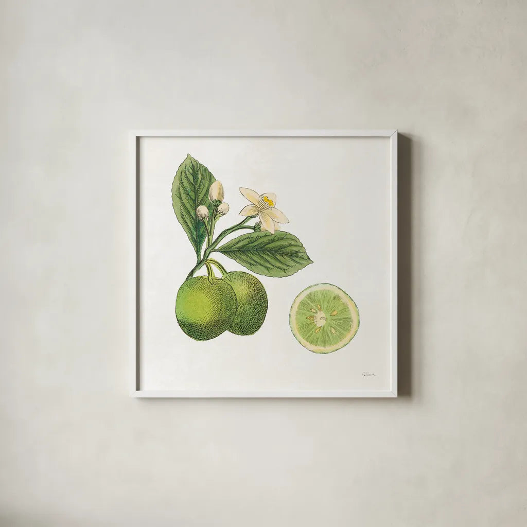 Classic Citrus III by Sue Schlabach. Shown in a crisp white glass frame for a clean and minimalist style. Available as an archival giclee rolled canvas, fine art paper, or poster print. SKU 32041a.