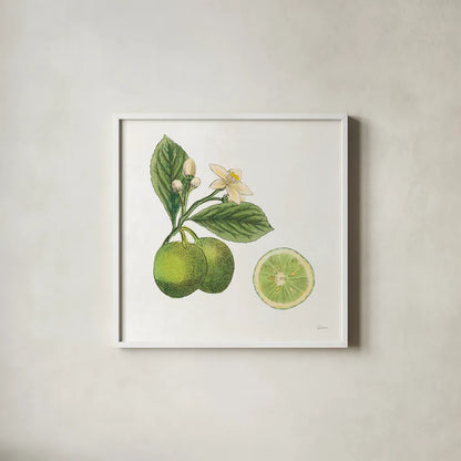 Classic Citrus III by Sue Schlabach. Shown in a crisp white glass frame for a clean and minimalist style. Available as an archival giclee rolled canvas, fine art paper, or poster print. SKU 32041a.