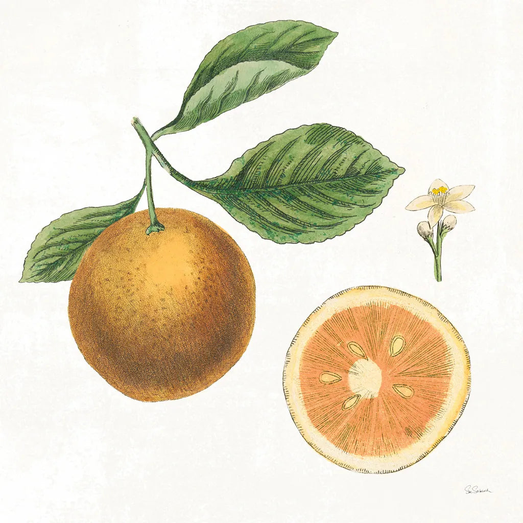 Classic Citrus IV by Sue Schlabach. SKU 32042a. Archival Giclee Fine art print for wall decor.