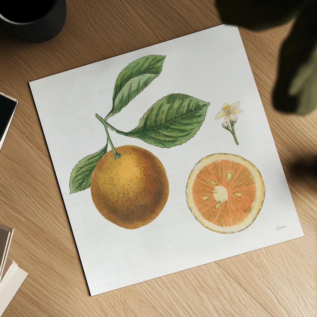 Classic Citrus IV by Sue Schlabach. Shown as a detailed flat fine art print, highlighting archival giclee quality. Available as an archival giclee rolled canvas, fine art paper, or poster print. SKU 32042a.