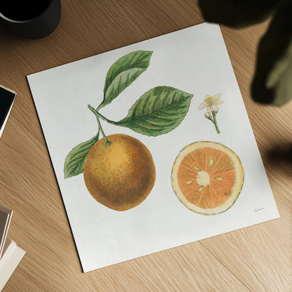 Classic Citrus IV by Sue Schlabach. Shown as a detailed flat fine art print, highlighting archival giclee quality. Available as an archival giclee rolled canvas, fine art paper, or poster print. SKU 32042a.