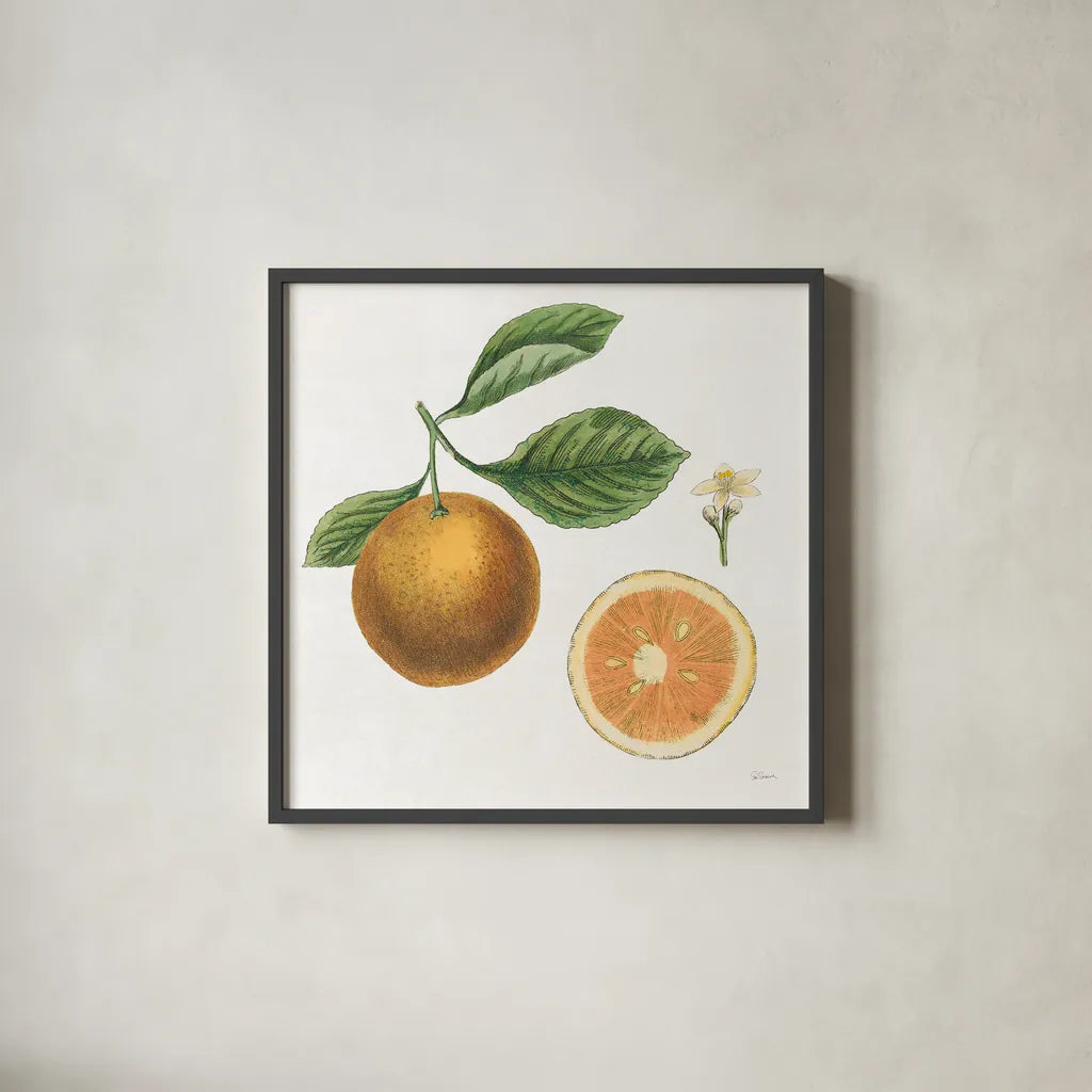 Classic Citrus IV by Sue Schlabach. Shown in a sleek black glass frame for a contemporary gallery look. Available as an archival giclee rolled canvas, fine art paper, or poster print. SKU 32042a.