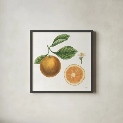 Classic Citrus IV by Sue Schlabach. Shown in a sleek black glass frame for a contemporary gallery look. Available as an archival giclee rolled canvas, fine art paper, or poster print. SKU 32042a.