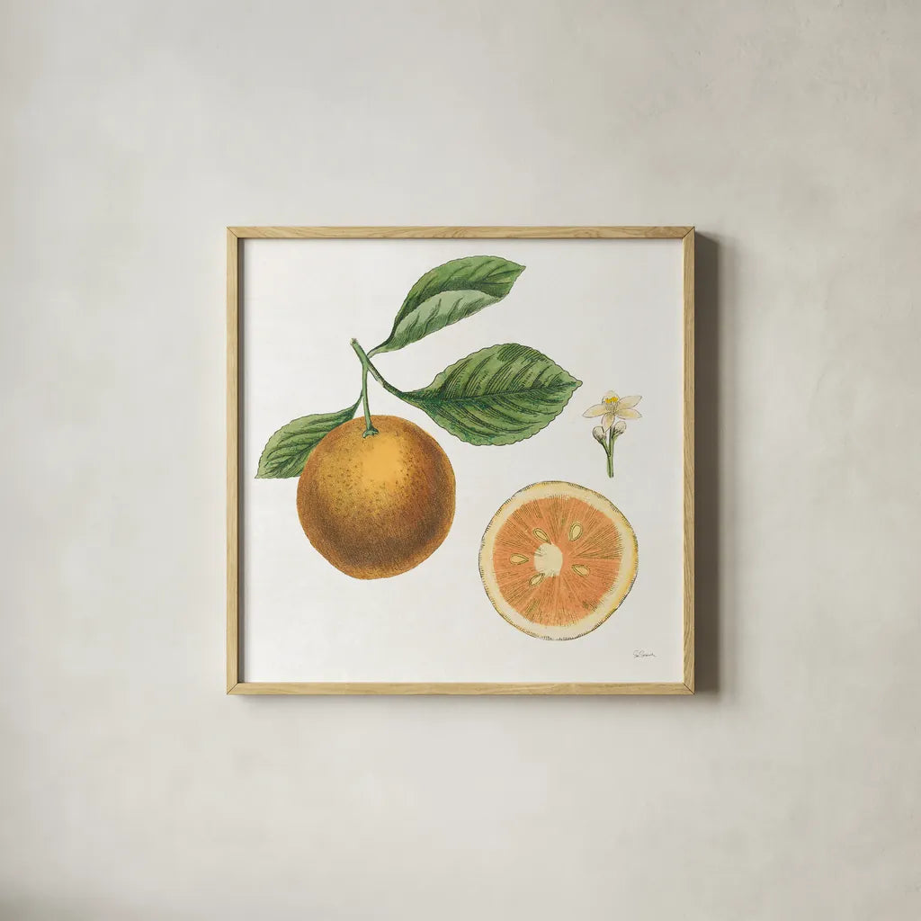 Classic Citrus IV by Sue Schlabach. Shown in a natural wood glass frame for a timeless modern aesthetic. Available as an archival giclee rolled canvas, fine art paper, or poster print. SKU 32042a.