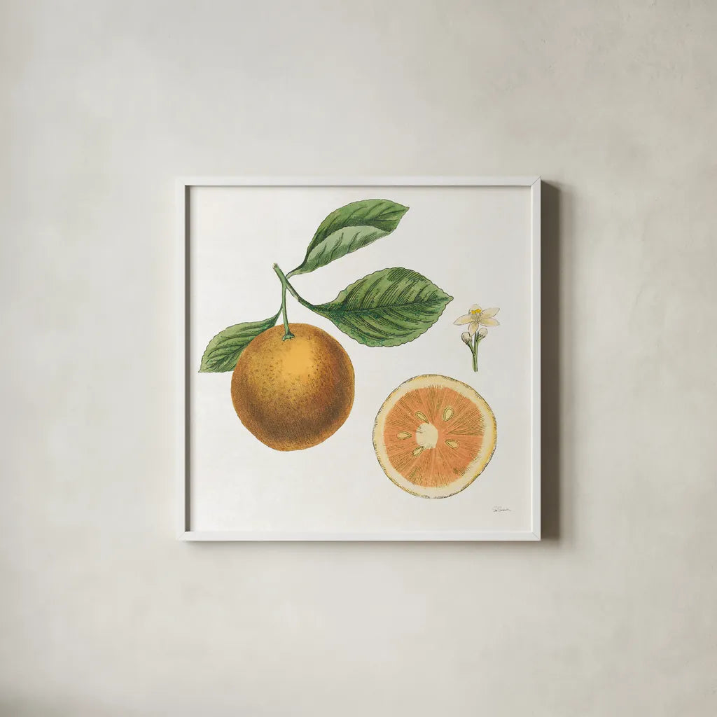 Classic Citrus IV by Sue Schlabach. Shown in a crisp white glass frame for a clean and minimalist style. Available as an archival giclee rolled canvas, fine art paper, or poster print. SKU 32042a.