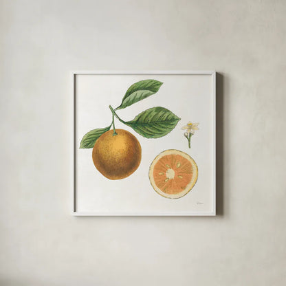 Classic Citrus IV by Sue Schlabach. Shown in a crisp white glass frame for a clean and minimalist style. Available as an archival giclee rolled canvas, fine art paper, or poster print. SKU 32042a.