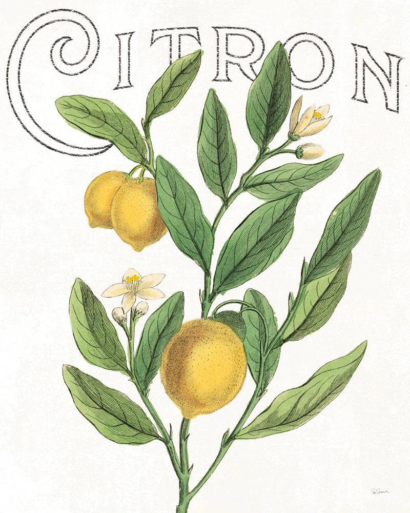 Classic Citrus V by Sue Schlabach