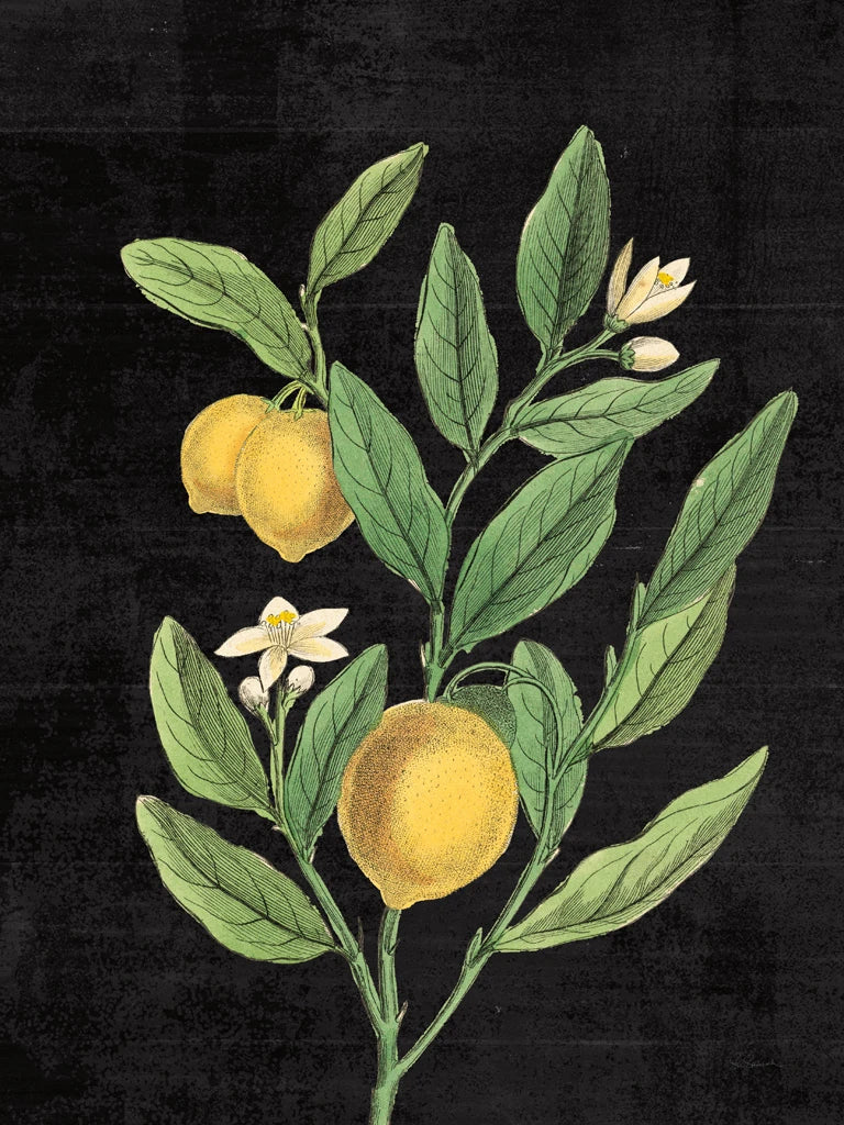 Classic Citrus V Black No Words by Sue Schlabach