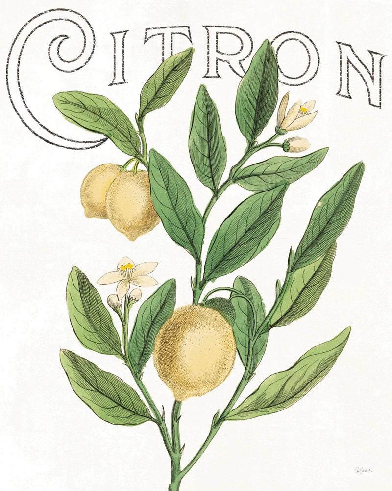 Classic Citrus V Light by Sue Schlabach