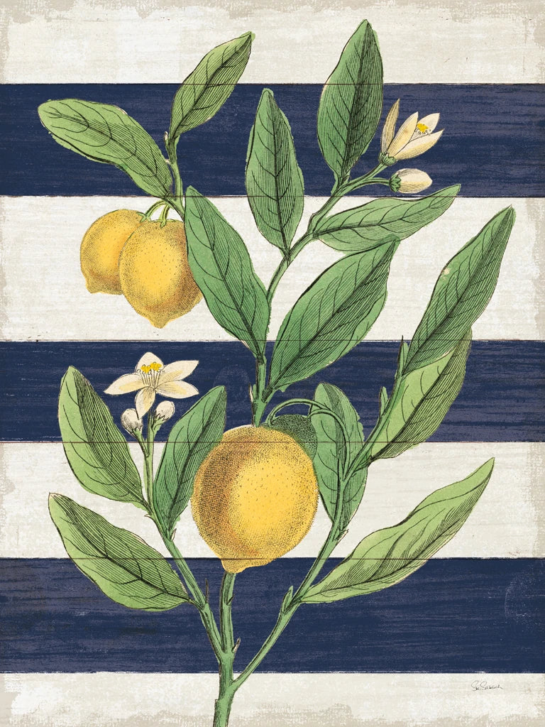 Classic Citrus V Navy Shiplap NW by Sue Schlabach