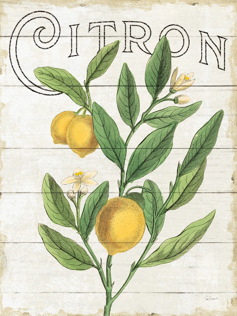 Classic Citrus V Shiplap by Sue Schlabach