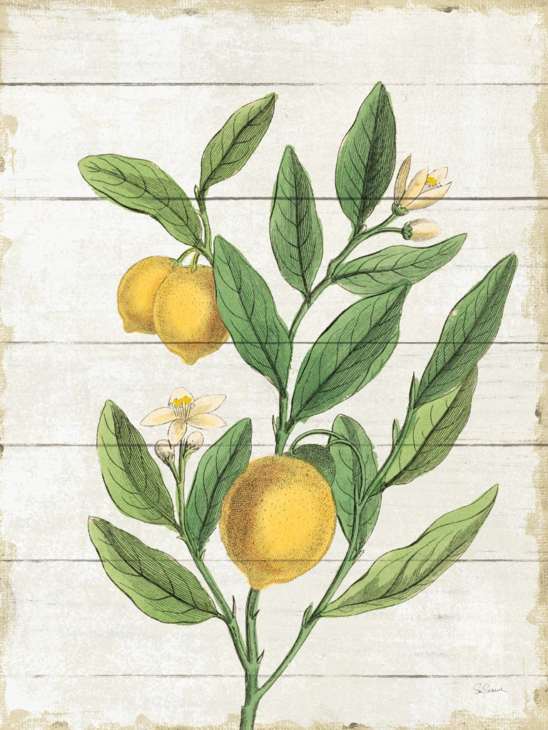 Classic Citrus V Shiplap by Sue Schlabach