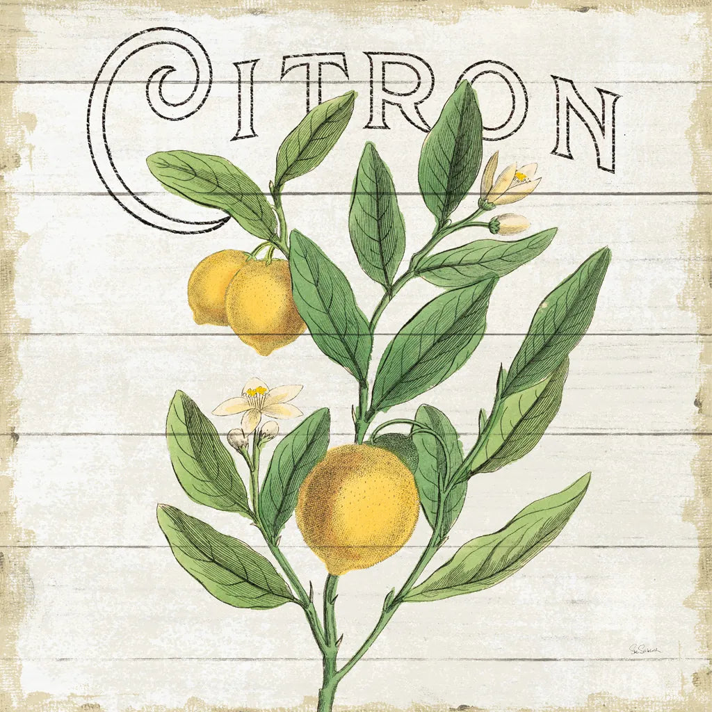Classic Citrus V Shiplap Sq by Sue Schlabach. SKU 71112a. Archival Giclee Fine art print for wall decor.