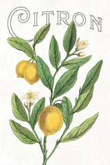 Classic Citrus V v2 by Sue Schlabach. SKU 34054h. Archival Giclee Fine art print for wall decor.
