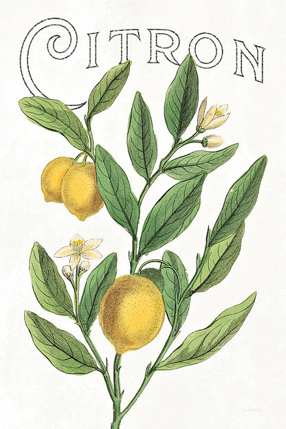 Classic Citrus V v2 by Sue Schlabach. SKU 34054h. Archival Giclee Fine art print for wall decor.