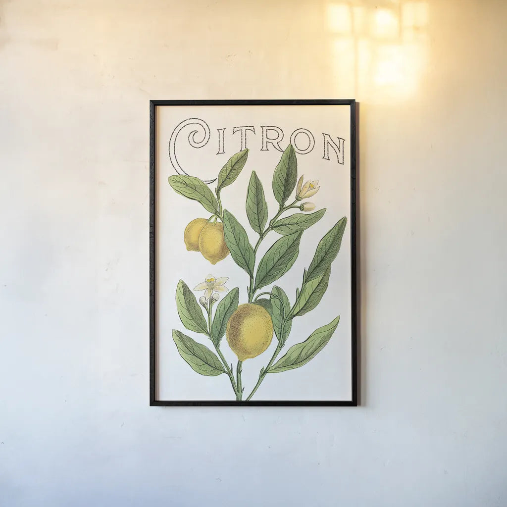 Classic Citrus V v2 by Sue Schlabach. shown as a paper print in a black flame. Available as a archival giclee rolled canvas, fine art paper, or poster print. SKU 34054h.