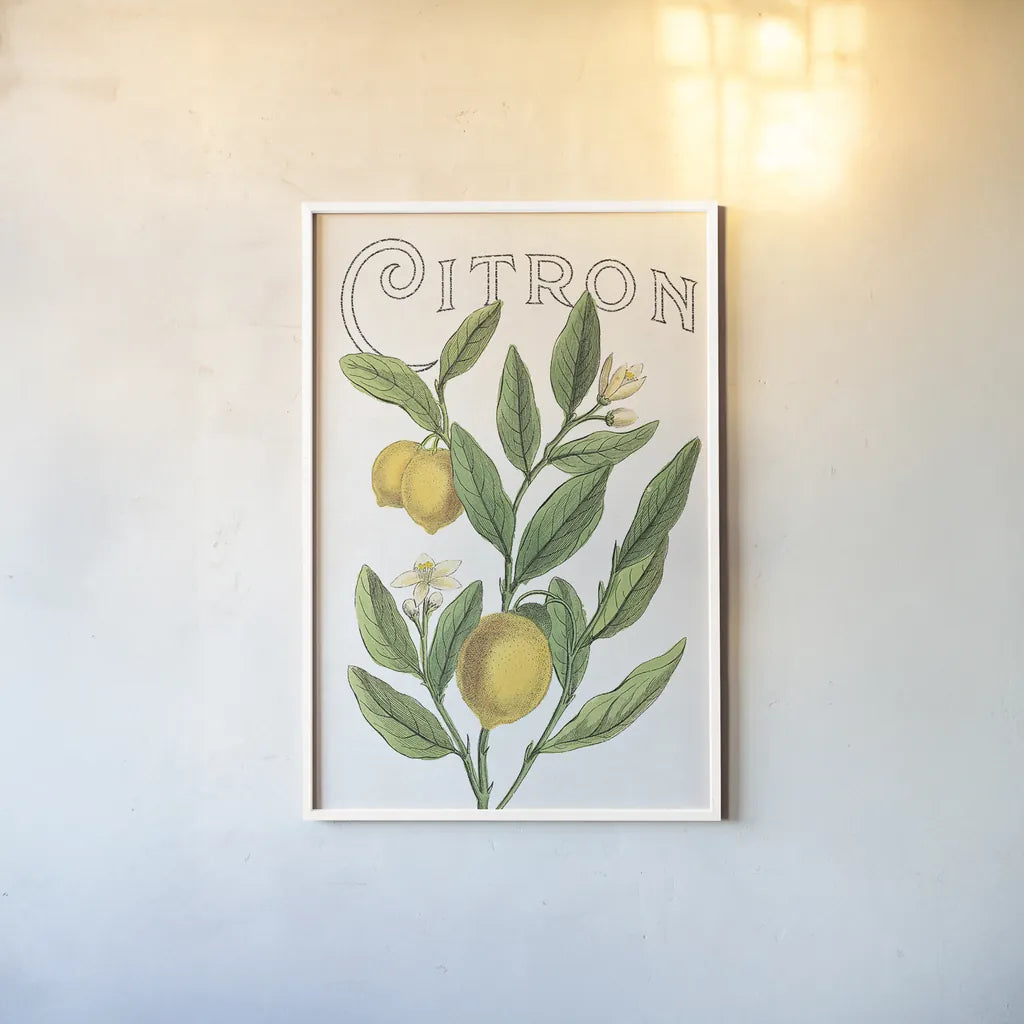 Classic Citrus V v2 by Sue Schlabach. shown as a paper print in a white frame. Available as a archival giclee rolled canvas, fine art paper, or poster print. SKU 34054h.