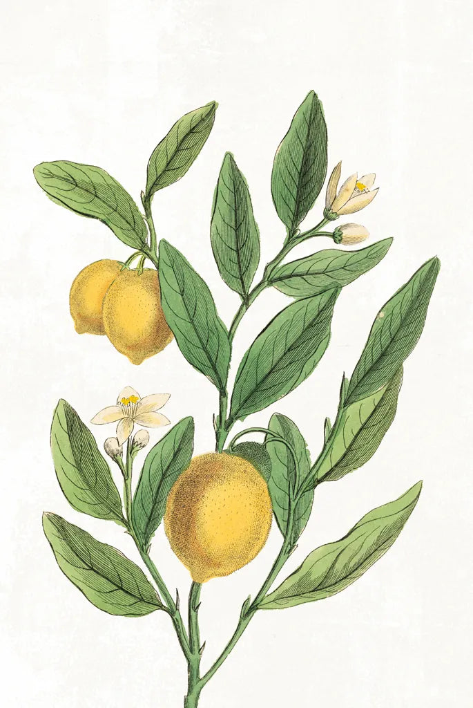 Classic Citrus V v2 No Words by Sue Schlabach. SKU 88132h. Archival Giclee Fine art print for wall decor.