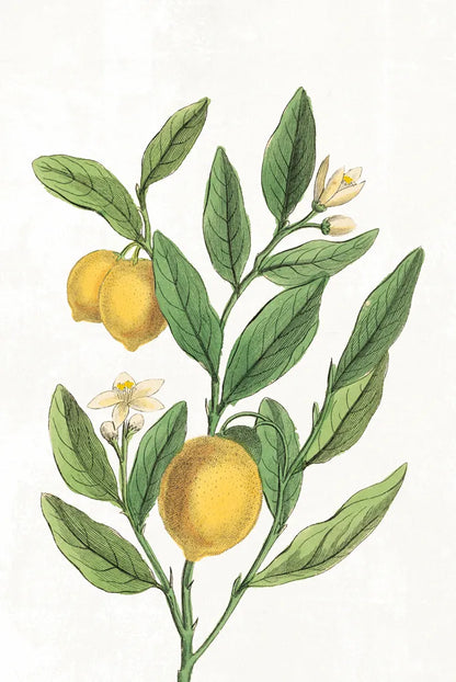 Classic Citrus V v2 No Words by Sue Schlabach. SKU 88132h. Archival Giclee Fine art print for wall decor.