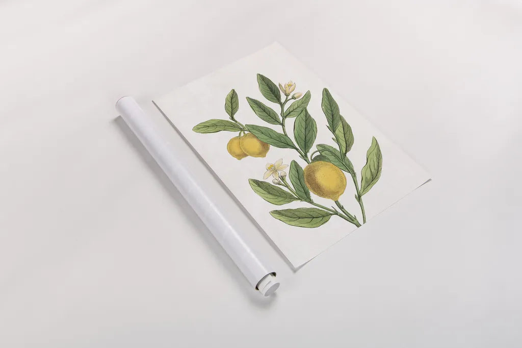 Classic Citrus V v2 No Words by Sue Schlabach. shown as a rolled paper print. Available as archival giclee rolled canvas, fine art paper, or poster print. SKU 88132h.