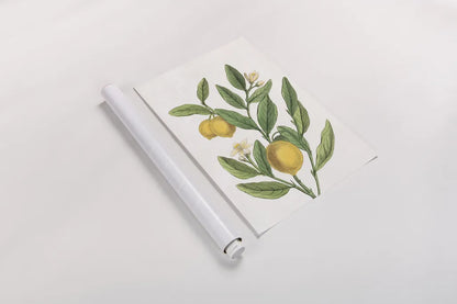 Classic Citrus V v2 No Words by Sue Schlabach. shown as a rolled paper print. Available as archival giclee rolled canvas, fine art paper, or poster print. SKU 88132h.