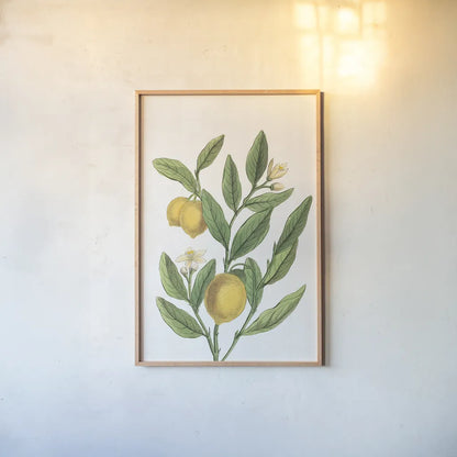 Classic Citrus V v2 No Words by Sue Schlabach. shown as a paper print in a natural frame. Available as a archival giclee rolled canvas, fine art paper, or poster print. SKU 88132h.