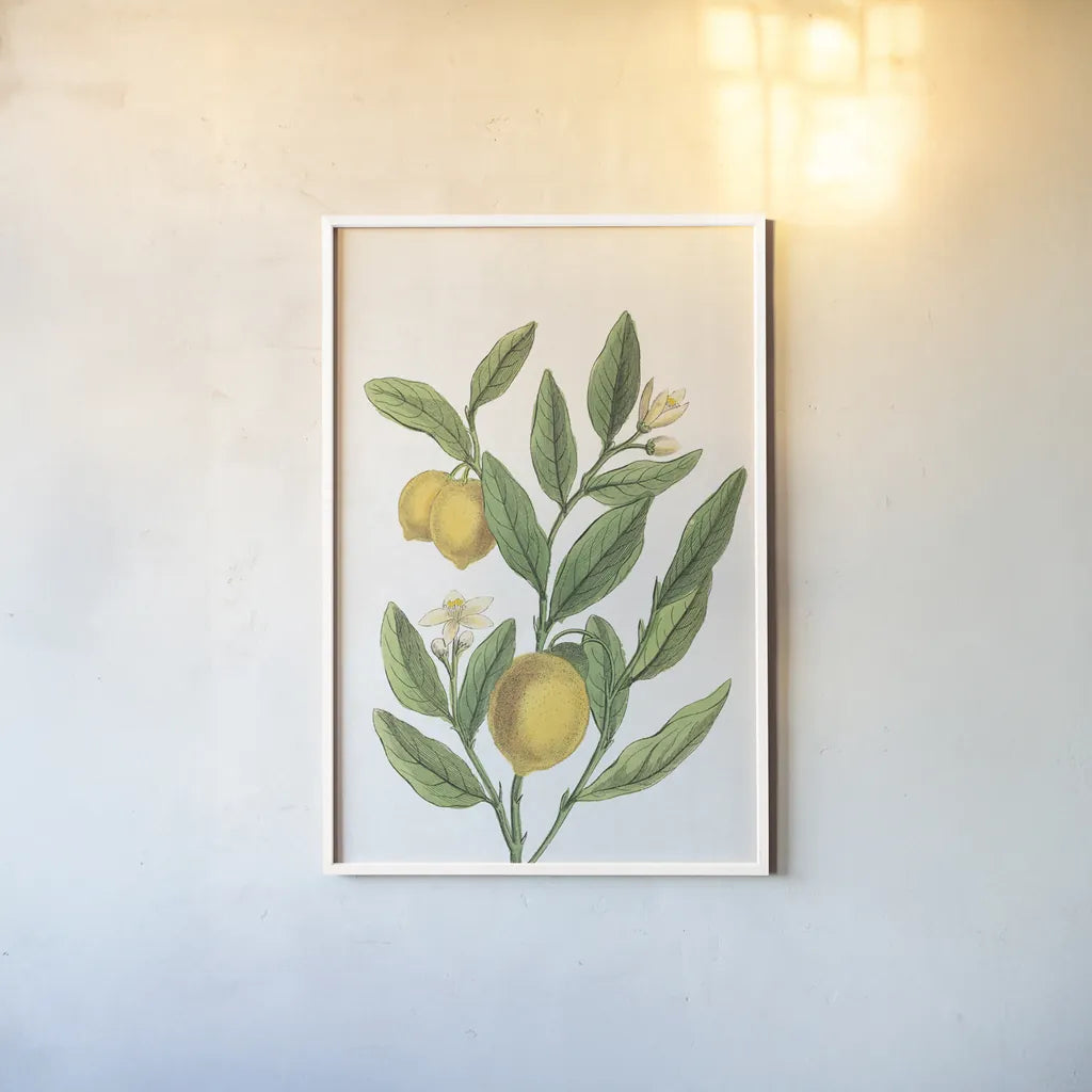 Classic Citrus V v2 No Words by Sue Schlabach. shown as a paper print in a white frame. Available as a archival giclee rolled canvas, fine art paper, or poster print. SKU 88132h.