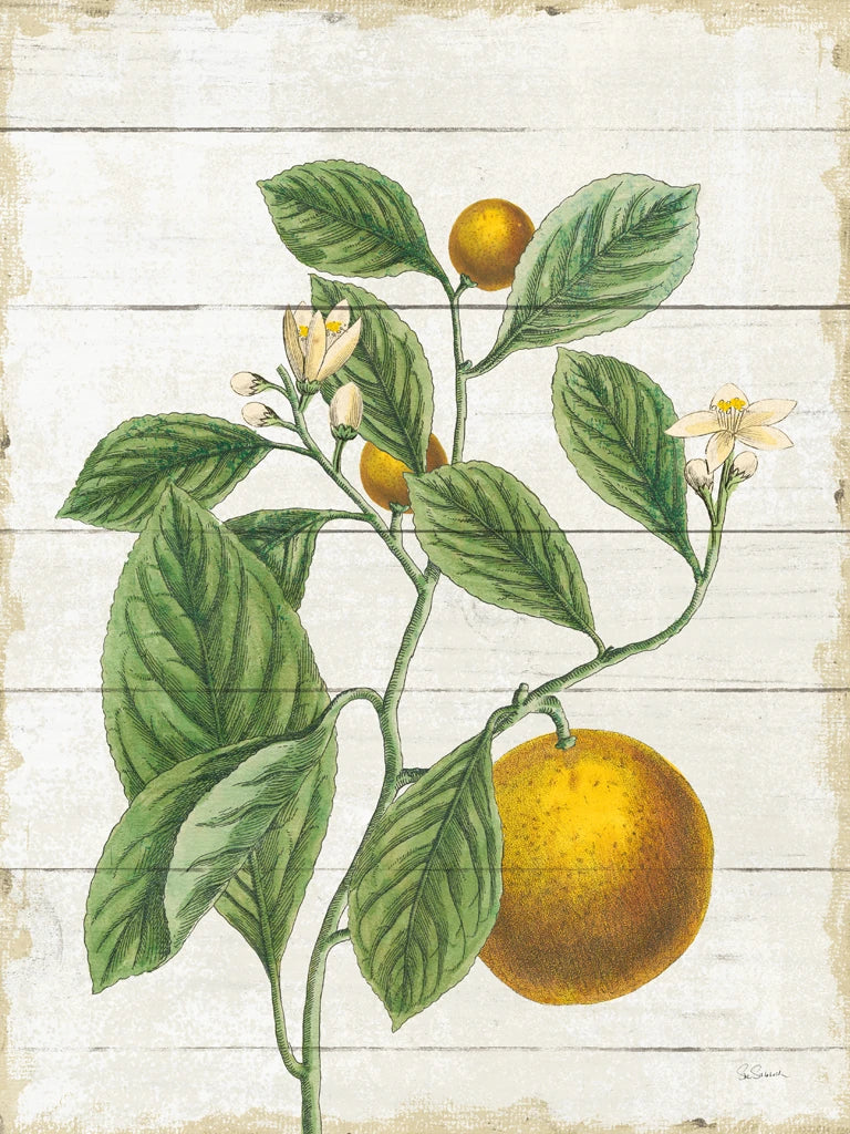 Classic Citrus VI Shiplap by Sue Schlabach