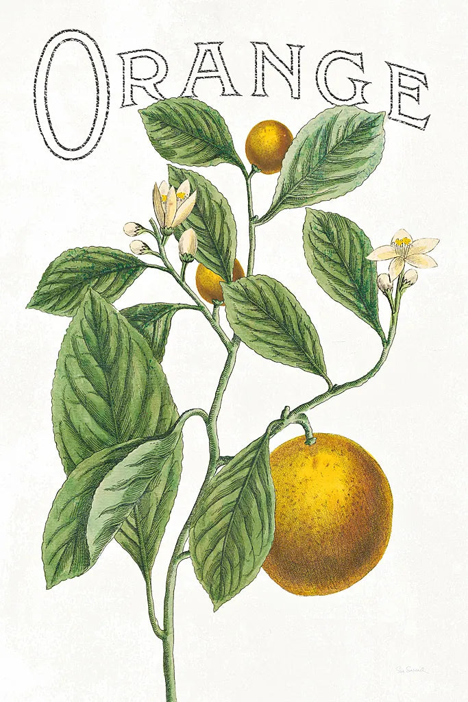 Classic Citrus VI v2 by Sue Schlabach. SKU 34055h. Archival Giclee Fine art print for wall decor.