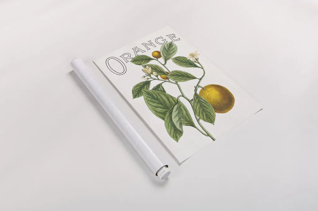 Classic Citrus VI v2 by Sue Schlabach. shown as a rolled paper print. Available as archival giclee rolled canvas, fine art paper, or poster print. SKU 34055h.