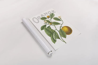 Classic Citrus VI v2 by Sue Schlabach. shown as a rolled paper print. Available as archival giclee rolled canvas, fine art paper, or poster print. SKU 34055h.