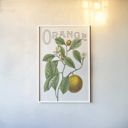 Classic Citrus VI v2 by Sue Schlabach. shown as a paper print in a white frame. Available as a archival giclee rolled canvas, fine art paper, or poster print. SKU 34055h.