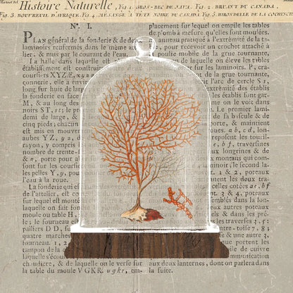 Coral Under Glass Newsprint III by Sue Schlabach. SKU 44733a. Archival Giclee Fine art print for wall decor.