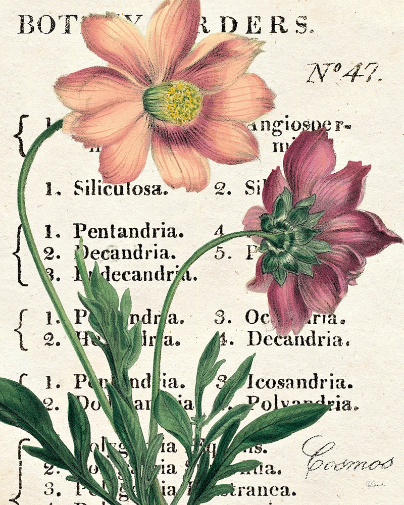 Cosmos Botany by Sue Schlabach