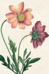 Cosmos Botany No Words by Sue Schlabach. SKU 47518h. Archival Giclee Fine art print for wall decor.