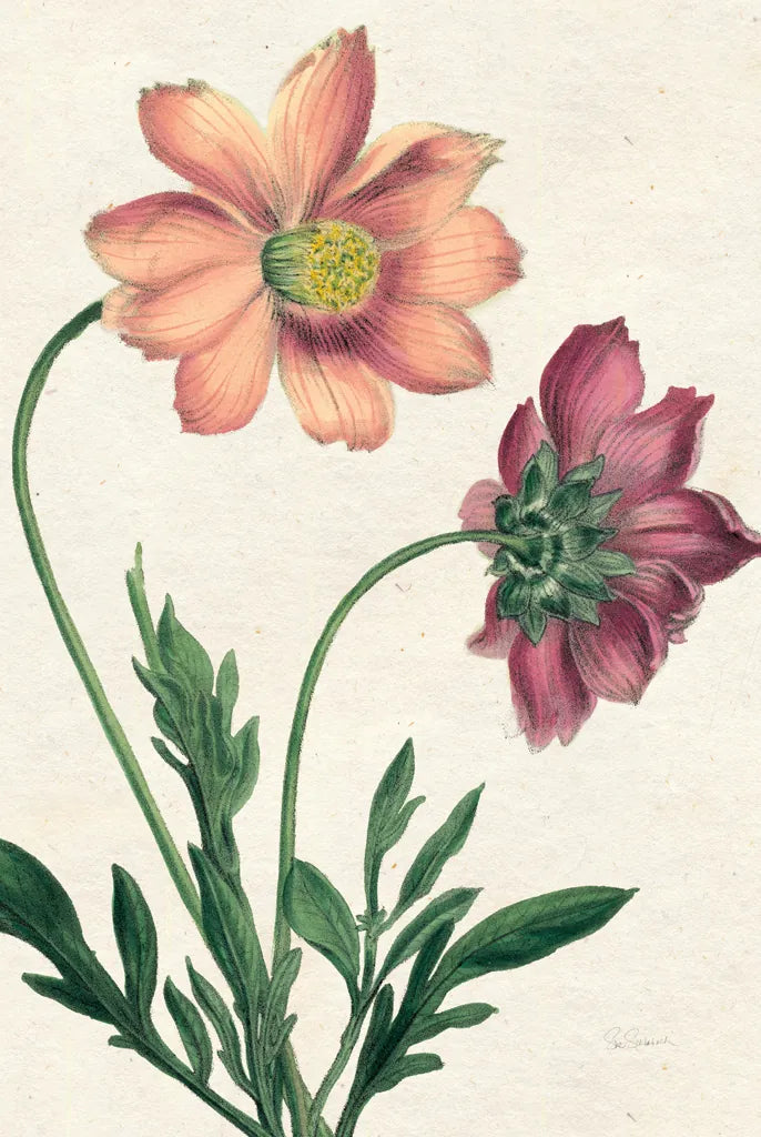 Cosmos Botany No Words by Sue Schlabach. SKU 47518h. Archival Giclee Fine art print for wall decor.