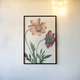 Cosmos Botany No Words by Sue Schlabach. shown as a paper print in a black flame. Available as a archival giclee rolled canvas, fine art paper, or poster print. SKU 47518h.