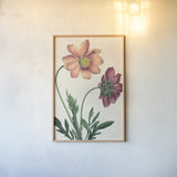 Cosmos Botany No Words by Sue Schlabach. shown as a paper print in a natural frame. Available as a archival giclee rolled canvas, fine art paper, or poster print. SKU 47518h.