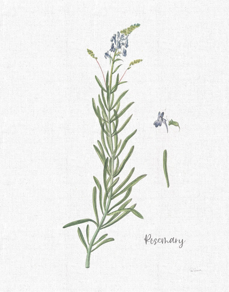 Cottage Herbs I Linen by Sue Schlabach