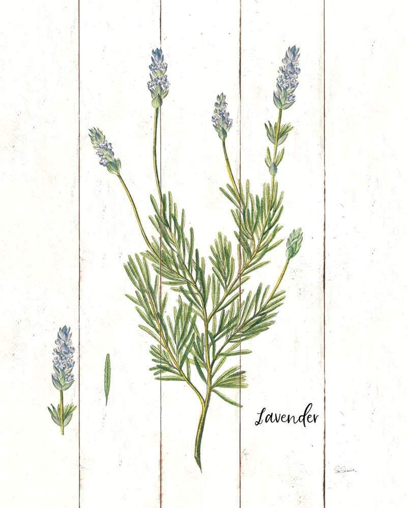 Cottage Herbs II by Sue Schlabach