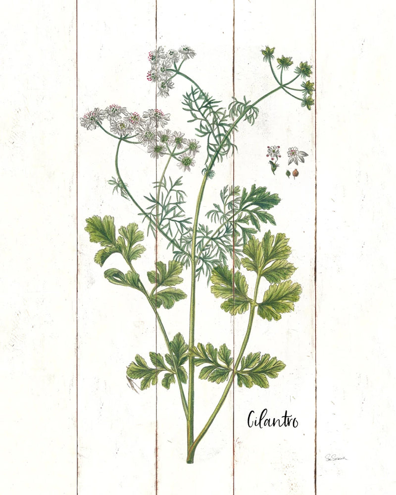 Cottage Herbs III by Sue Schlabach