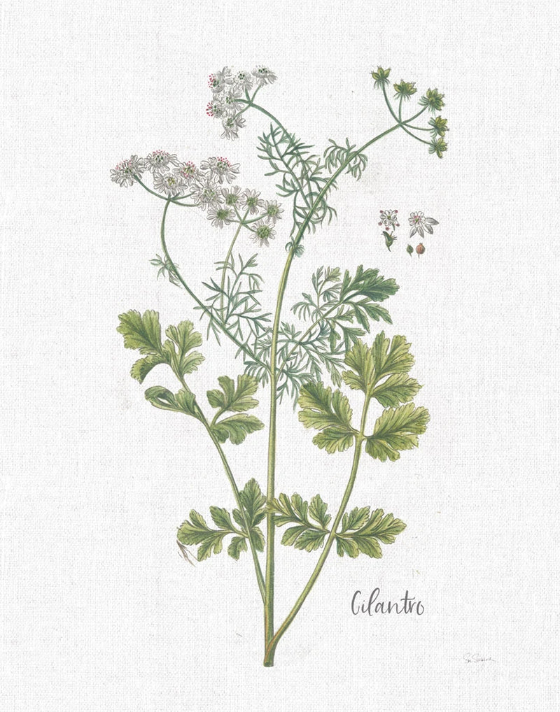 Cottage Herbs III Linen by Sue Schlabach