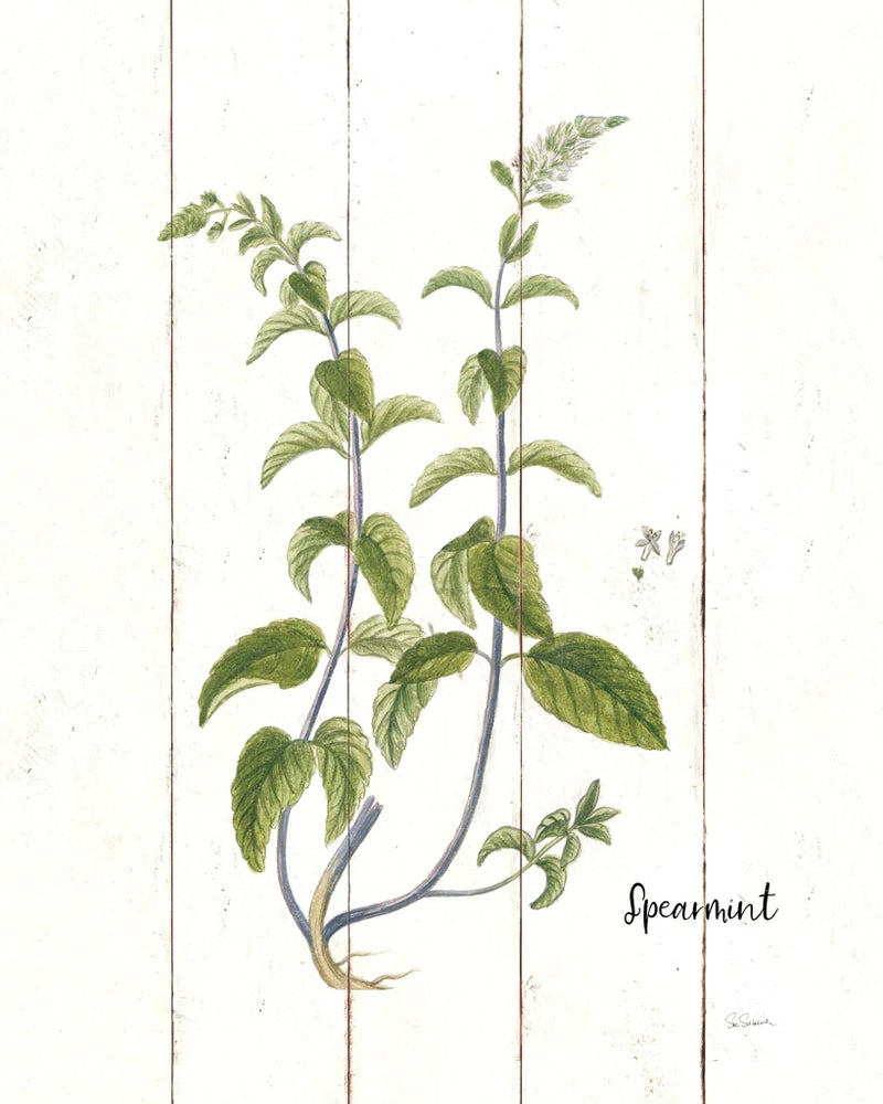Cottage Herbs IV by Sue Schlabach