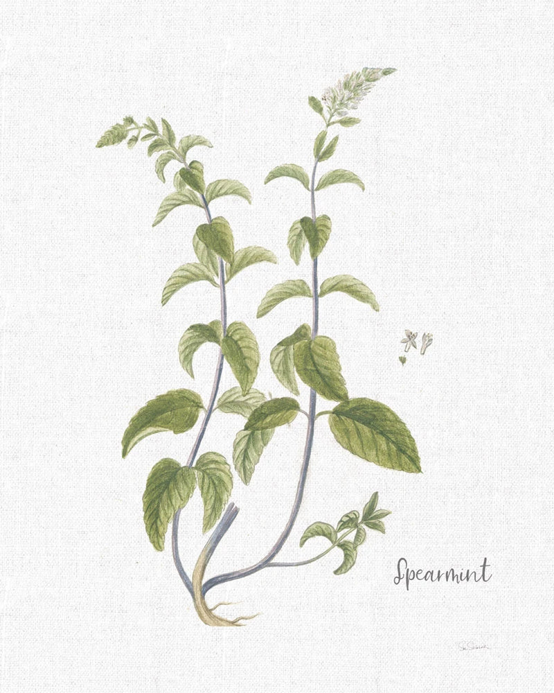 Cottage Herbs IV Linen by Sue Schlabach
