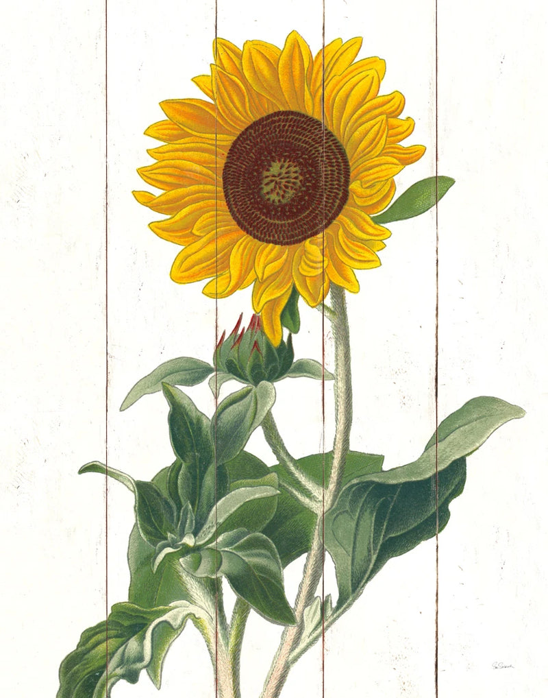 Cottage Sunflower by Sue Schlabach