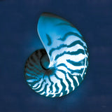 Cyanotype Sea I by Sue Schlabach. SKU 32594a. Archival Giclee Fine art print for wall decor.